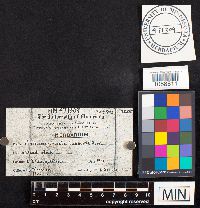 Pseudochaete tabacina image