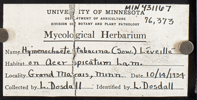 Pseudochaete tabacina image