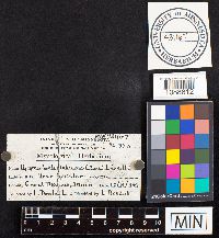 Pseudochaete tabacina image