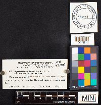 Pseudochaete tabacina image