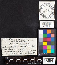 Pseudochaete tabacina image