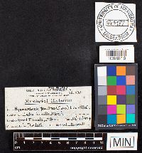 Pseudochaete tabacina image