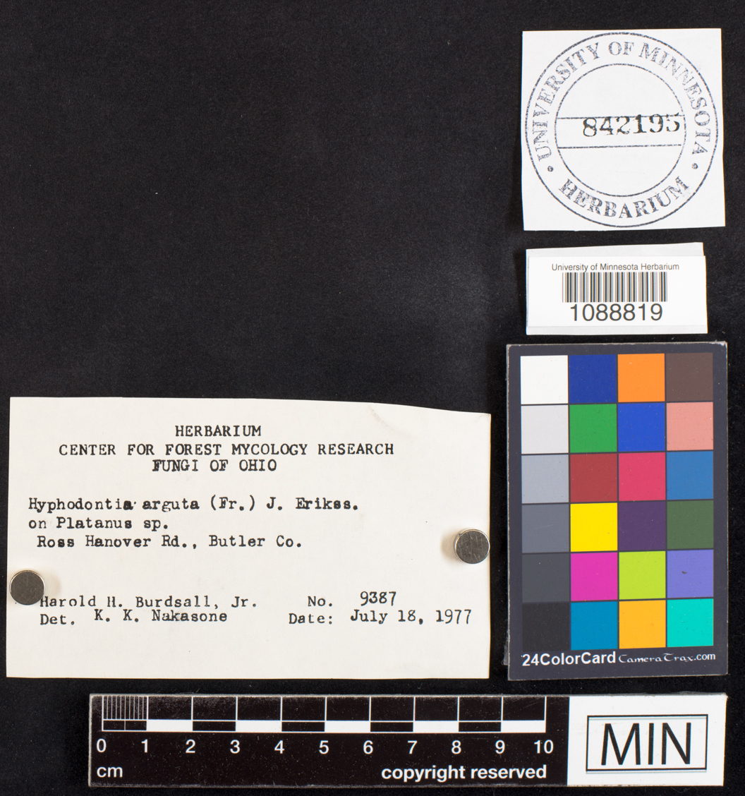 Hyphodontia arguta image