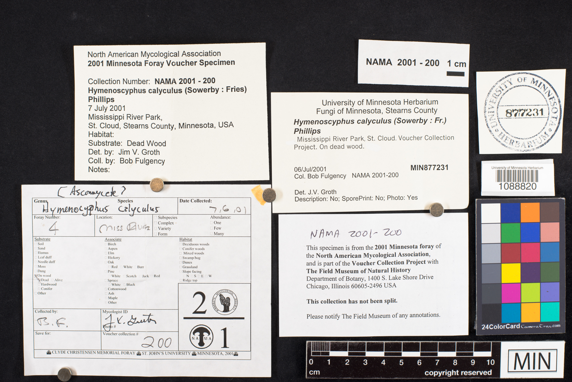 Hymenoscyphus calyculus image