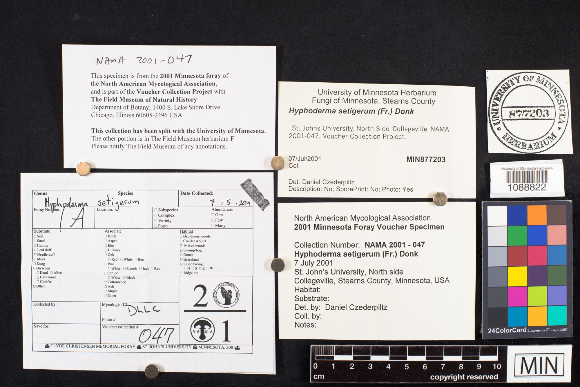 Hyphoderma setigerum image