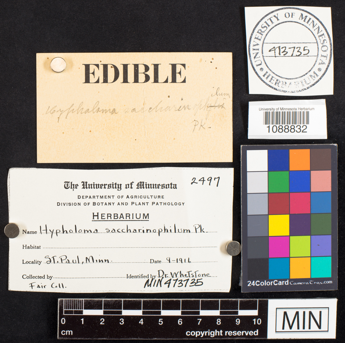 Hypholoma saccharinophilum image