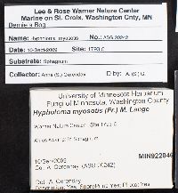 Phaeonematoloma myosotis image