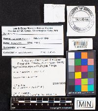 Phaeonematoloma myosotis image