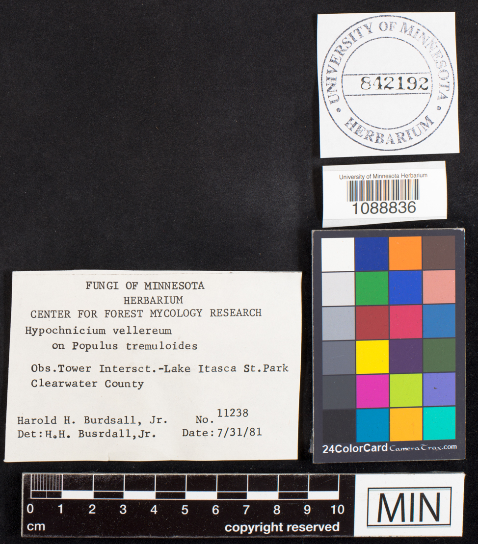 Granulobasidium vellereum image