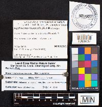 Phaeonematoloma myosotis image