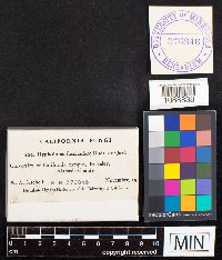 Media resource of Hypholoma fasciculare