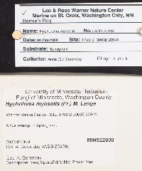Phaeonematoloma myosotis image