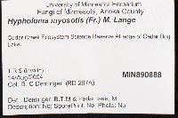 Phaeonematoloma myosotis image