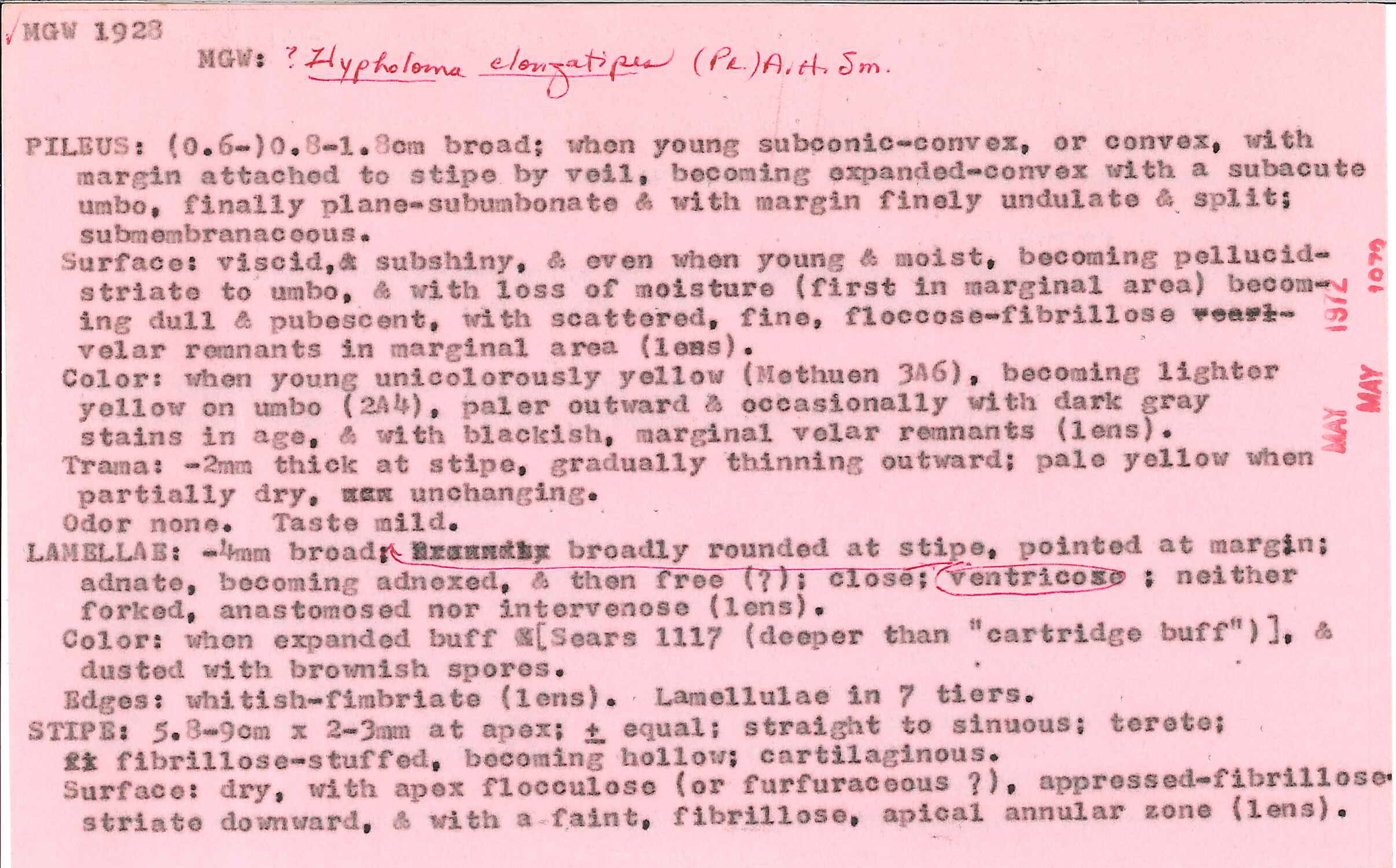 Hypholoma elongatipes image