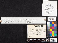 Hypholoma elongatipes image