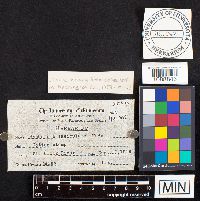 Hypholoma fasciculare image