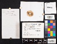 Media resource of Hypholoma capnoides