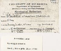 Hypsizygus ulmarius image