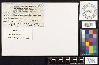 Hypsizygus ulmarius image