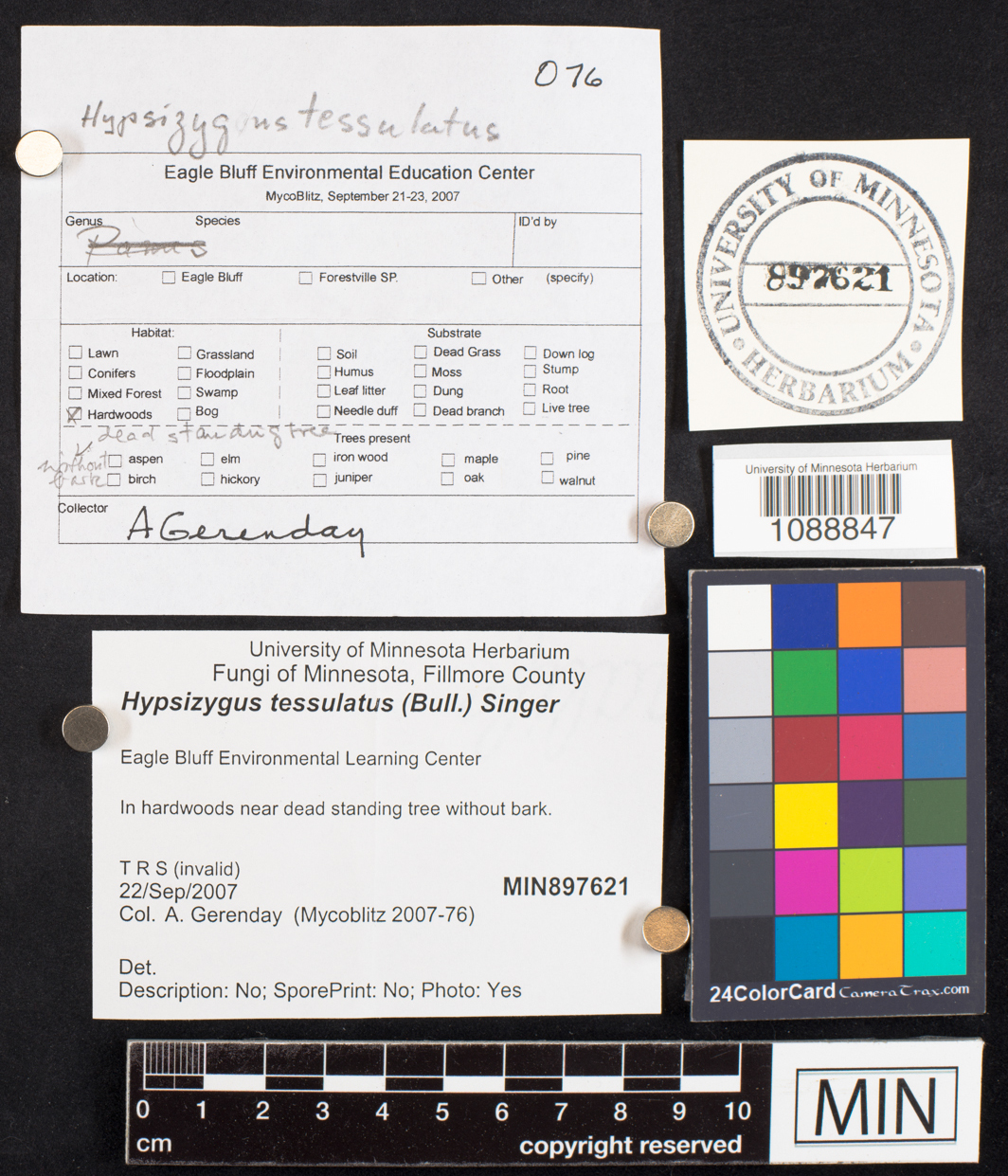 Hypsizygus tessulatus image