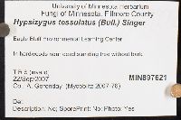 Hypsizygus tessulatus image