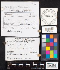 Media resource of Hypsizygus tessulatus