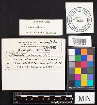 Hypsizygus ulmarius image