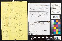 Hypsizygus ulmarius image