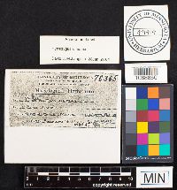 Hypsizygus ulmarius image