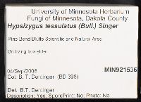 Hypsizygus tessulatus image