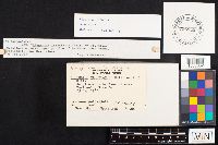 Hypsizygus ulmarius image