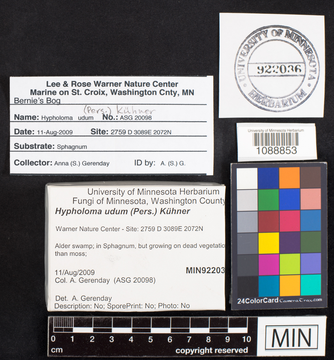 Hypholoma udum image