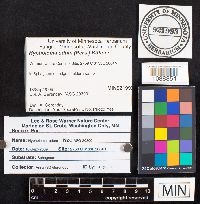 Hypholoma udum image