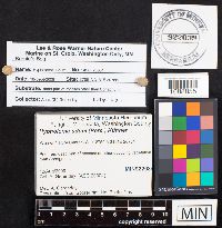 Hypholoma udum image