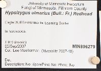 Hypsizygus ulmarius image