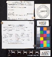 Hypsizygus ulmarius image