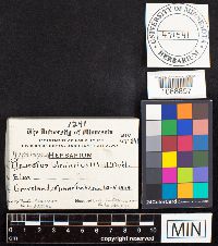 Hypsizygus ulmarius image