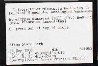 Hypsizygus ulmarius image