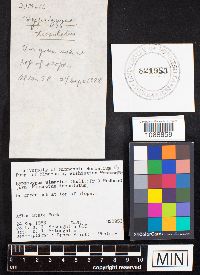 Hypsizygus ulmarius image