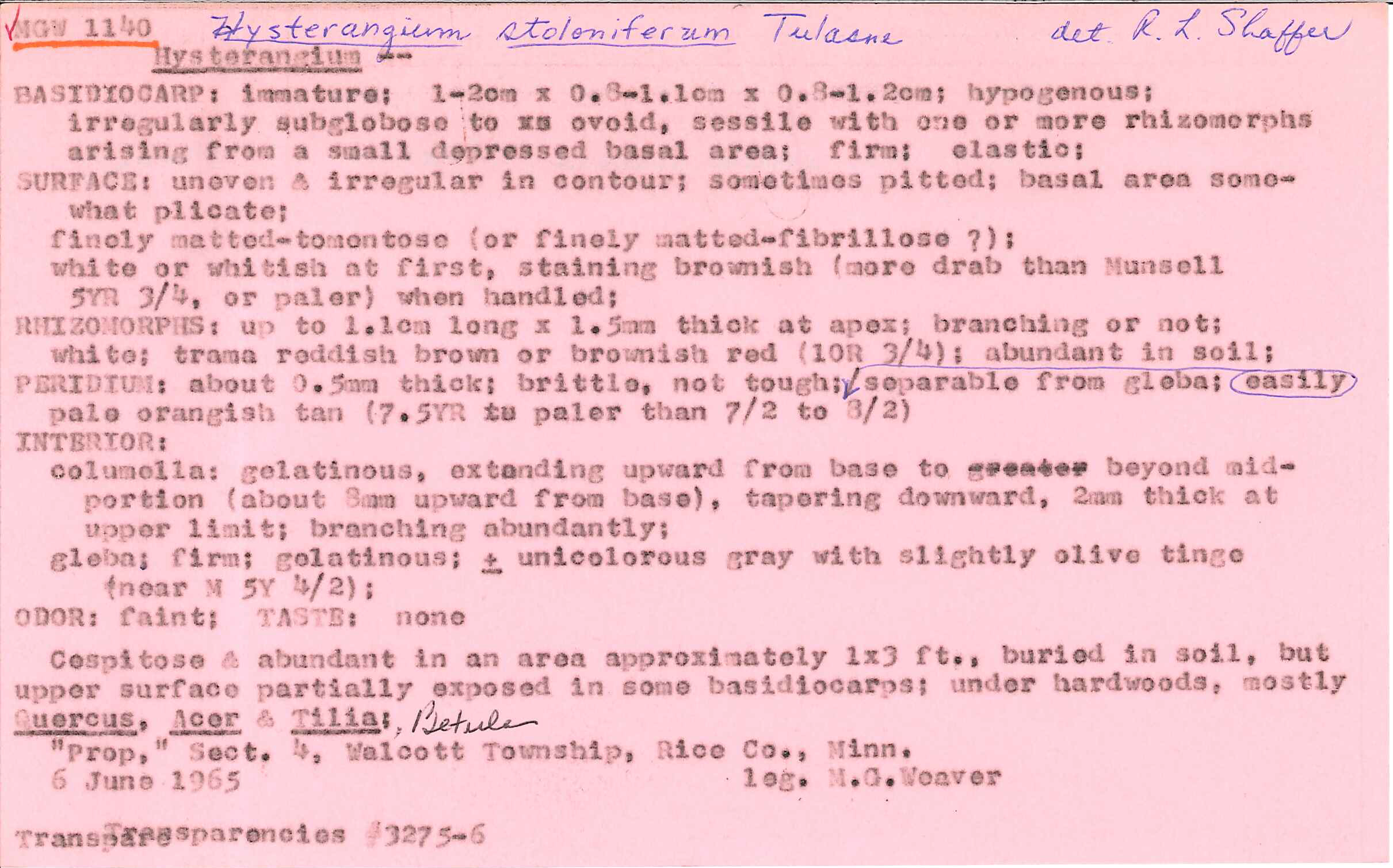 Hysterangium stoloniferum image