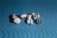 Hysterangium stoloniferum image