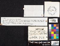 Hysterangium stoloniferum image