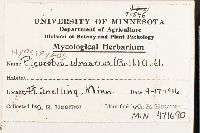 Hypsizygus ulmarius image