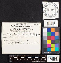 Hypsizygus ulmarius image