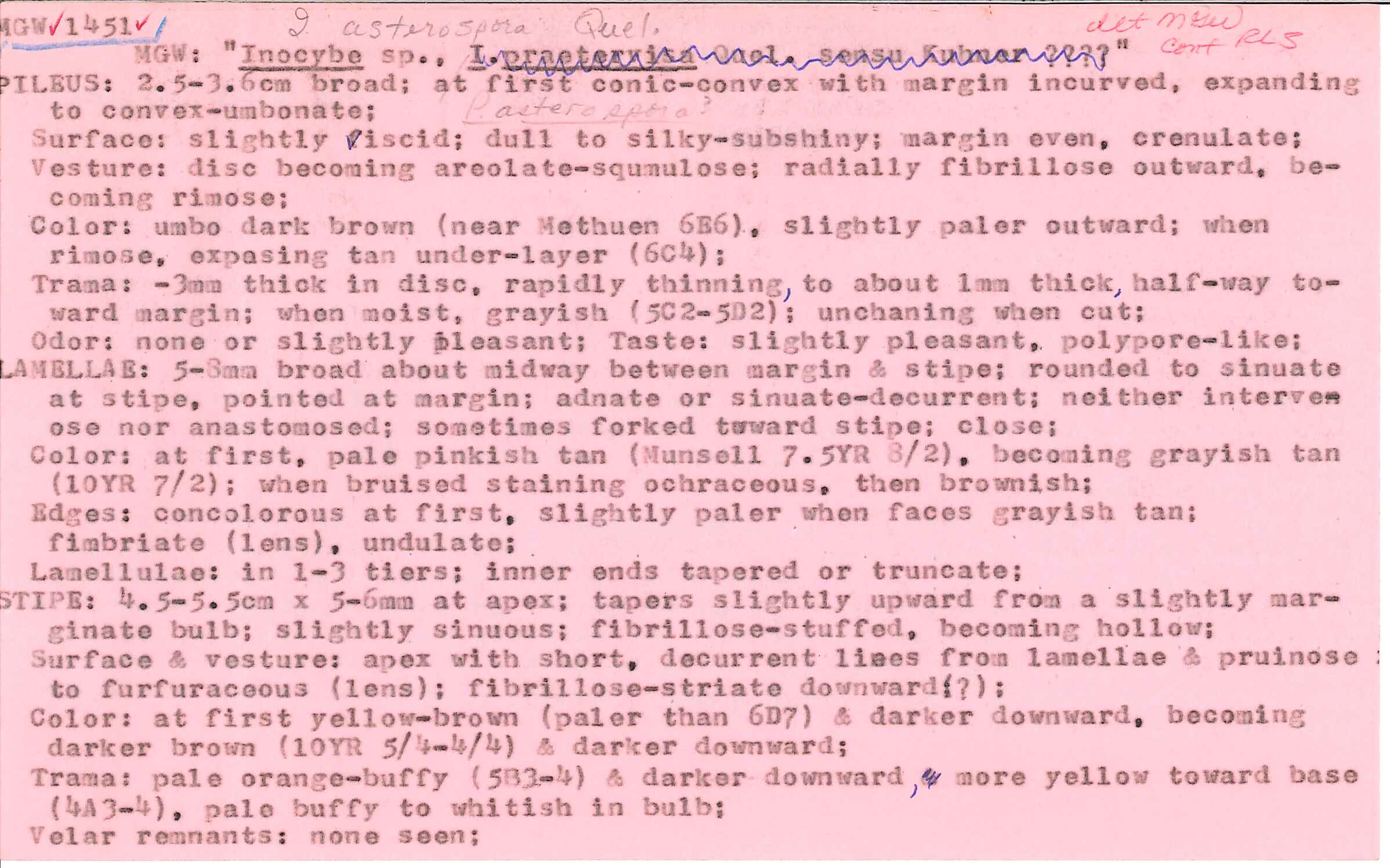 Inocybe asterospora image