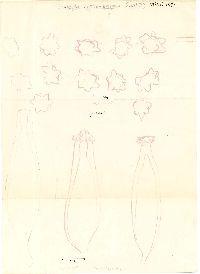 Inocybe asterospora image