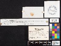 Inocybe asterospora image