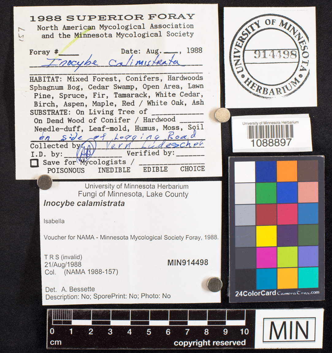 Inocybe calamistrata image