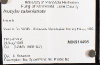 Inocybe calamistrata image