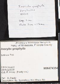 Inocybe geophylla image